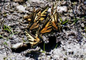 Papilio canadensis